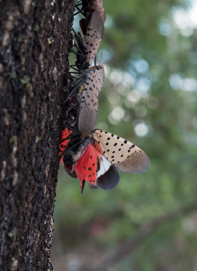 Spotted Lanternfly Management for Residents