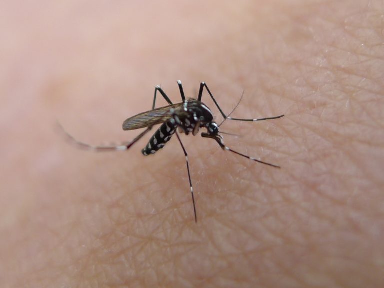 mosquito, bite, decrease