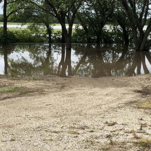 mosquito habitat