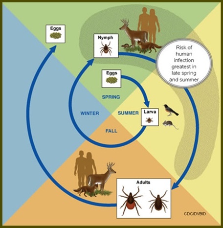 Natural Tick Control