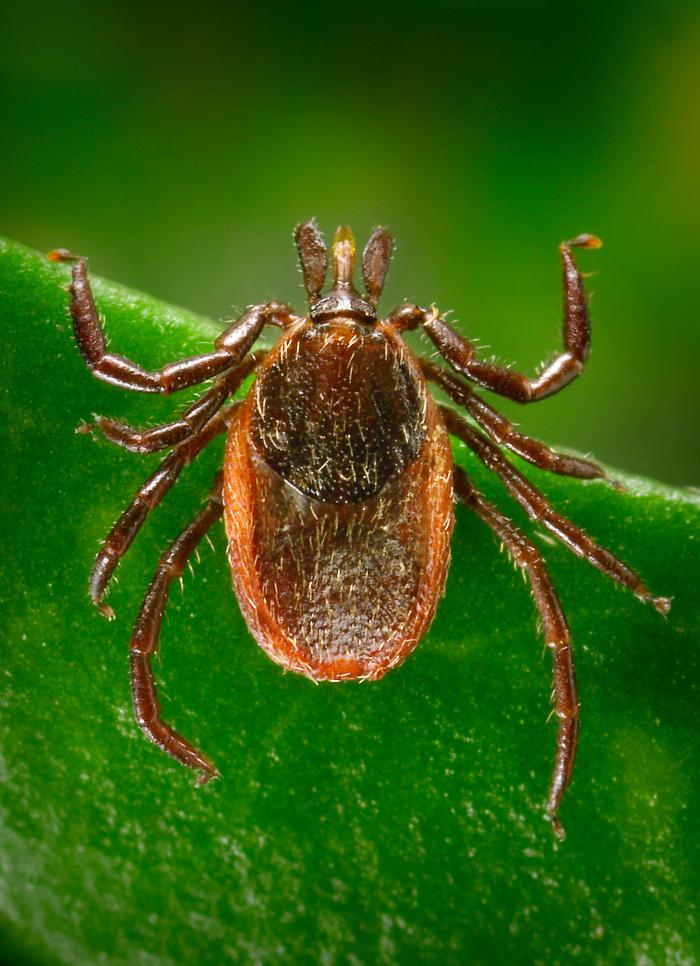 blacklegged tick