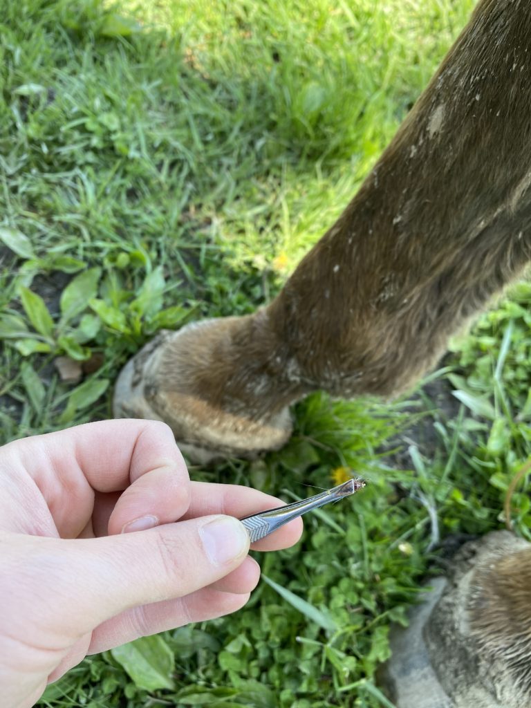 Tick on horse