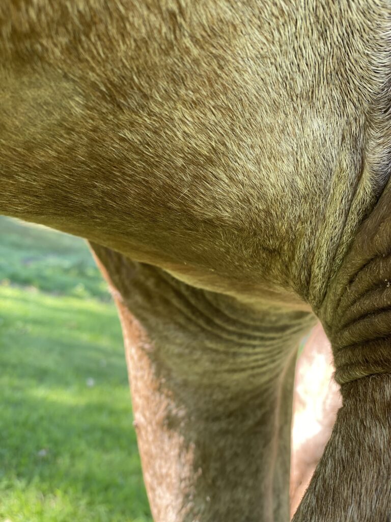 horse girth