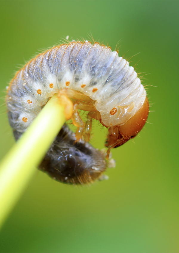 A,Kind,Of,Insects,Named,Grub,,Closeup,Of,Photo a kind of insects named grub, closeup of photo