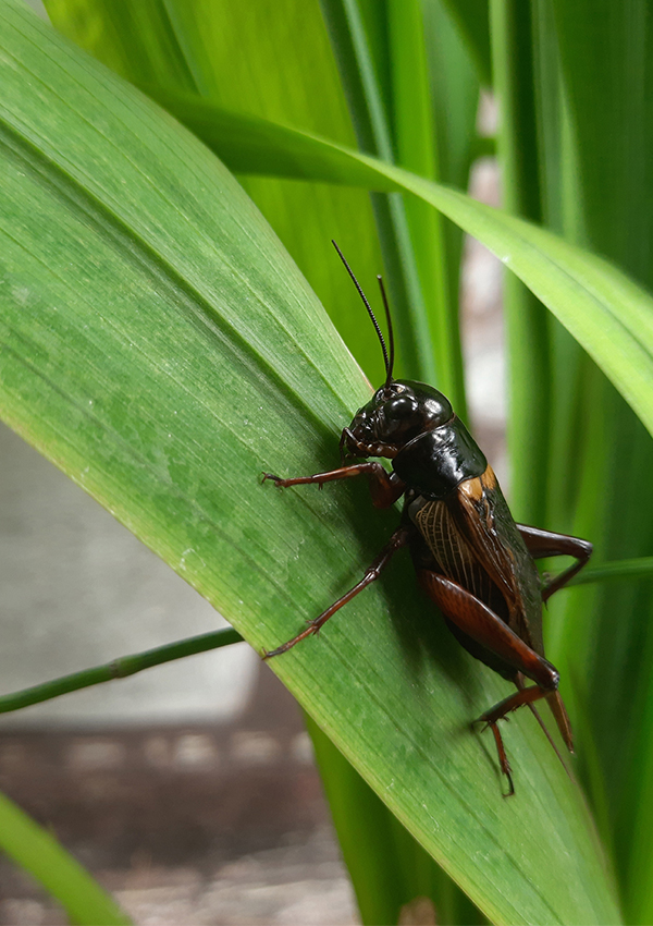 a cricket on leaf, macro photography