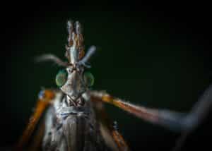 Mosquito looking into camera lens